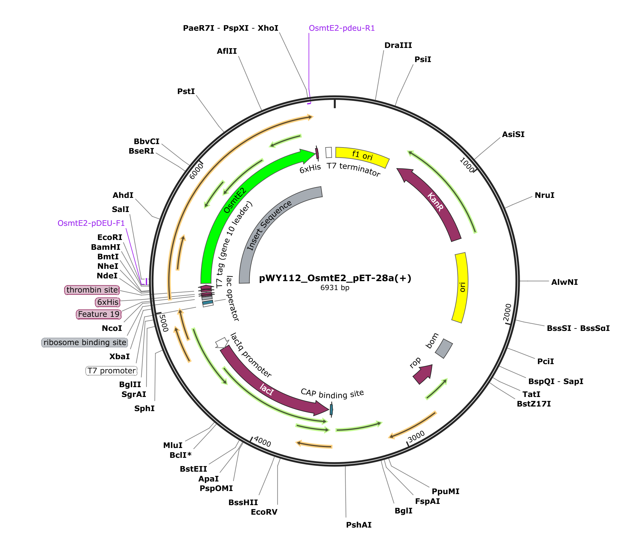 pWY112 pET28a_OsmtE2载体图谱.png
